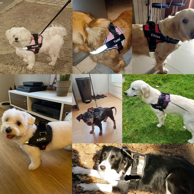 Personalized Dog Harness